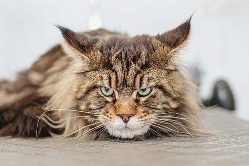 striped cat lying prone on floor