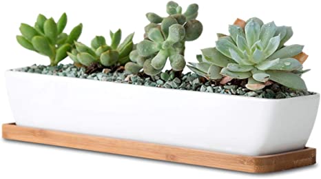 Narrow white container on a wooden base with four small succulents